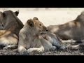 The best Moment of  Lion | TQN Wildlife