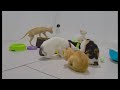 🤣 You Laugh You Lose Dogs And Cats 😹 Funny Animal Videos 😘🤣
