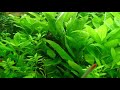 Juwel trigon 190 Planted. Rummy Nose Tetras, Columbian Tetra, Mollies and Tiger Barbs