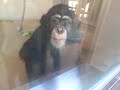 のんほいパークのチンパンジー（ファン）2022年11月12日　10時31分頃
