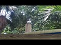 Eastern Kingbird sitting on a Pole