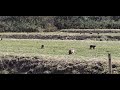 山県市四国山公園に野生のサルの大群