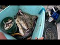 Halibut, cod and Rockfish in Homer Alaska.