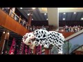 Chinese Lion Dance at Pearlridge Center (Wah Ngai)