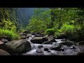 Healing Forest Sounds, Birds Singing, Babbling Streams, Bubbling Water Sounds, Nature Sounds