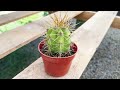 The 5 Major Types of San Pedro Cactus [A Trichocereus Field Guide]