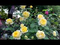Rose review Poet’s wife (David Austin). English rose as a standard tree in my garden. Best rose 2023