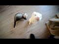 ferret playtime!