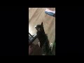 Kids cat baby running funny