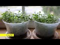 How to grow. Broccoli microgreens on the windowsill