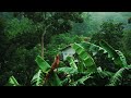 4K RELAXING RAINY GREEN FOREST - 1 HOUR LOOP - For relaxation, focus, meditation, work & sleep