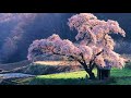 3 HOURS of the Best Traditional Japanese Music - Relaxing Music for Stress Relief and Healing