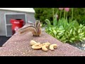 Chipmunk Eats Cashews Up Close