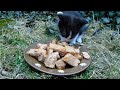 Adorable Kittens: Mommy Eats This!