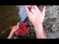 Crawfish and Trout Cookout on the Appalachian Trail!