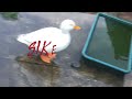 PrankDuck(KingDuck77 prank special gone wrong!(flashwaring)credits to the owners of the music
