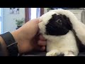 Rabbit learns he is adopted