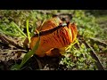 Nature Walk In 4K Relaxing Music and Nature Sounds Winter 2024 Victoria Australia