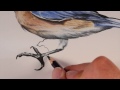 How to Draw a Bird with Colored Pencils