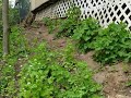 Cute coyote pups living under my shed