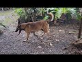 17 second clip of a dog