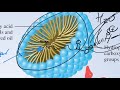 15. Carboxylic Acids and Esters Pt. 6 - Addendums and Corrections - Esters (CHEM 1407)