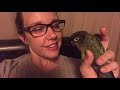 What is it like to live with a Green Cheek - Guide to Green Cheek Conure Behavior