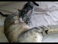 Mother Cat and Kitten in Malawi (Mother's Day Special)