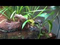 How to build a BEAUTIFUL TURTLE TANK! [Blanding's Turtle Paludarium Build]