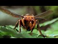 Top 10 Most Deadliest Insects