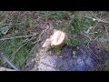 TREE FELLING, EXTREME LEANER STAYS ON STUMP