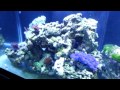 75 Mixed Reef Update - 12OCT13