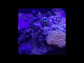 LED Biocube 32: Month 2 Update
