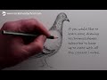 How to Draw a Pigeon Step-by-Step: Pencil Drawing Tutorial for Beginners