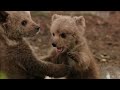 Band of Bears - In the Forests of Scandinavia | Part 2 | Free Documentary Nature