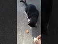 Fed a stray cat & this happened!
