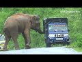World Top 3 Wild Elephant Attack Vehicle In 2023.