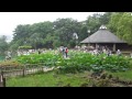 大賀ハス / 千葉公園　2013年6月23日（千葉県千葉市）