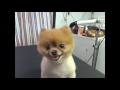 Watch this before you shave a Pomeranian