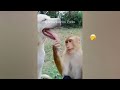 FUNNIEST CAT AND DOG VIDEOS 2023 #35