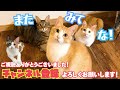 予防接種のために三毛猫を病院へ連れて行ったらまさかの事実が判明しました…