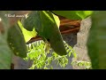 Tailorbird making nest first stage (4k)