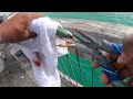 THIS IS THE BEST LURE YOU CAN USE ON ANY PIER!