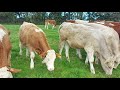 Calf Rearing. 8 month old calves on a beef farm