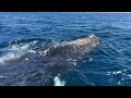 Gleeful Greetings From a Happy Humpback | Whale 'Mugs' Boat Off Dana Point, Calif.