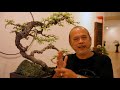 Bonsai Ratusan Tahun