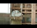 寄り添いヤギ〜💕　Snuggling Goat