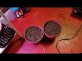 All 16 Lemon Seeds Sprouted!!