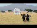 Savanna version - Wildebeest from Birdbox Studio