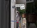 Symon says: Everybody knows: The Bird Is The Word🤣#symontheafricangreyparrot #thebirdistheword #cag